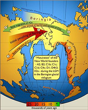 Map of gene flow in and out of Beringia