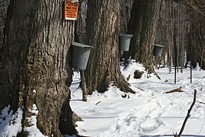 Maple sap buckets - Beaver Meadow Audubon Center