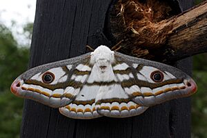 Marbled emperor moth heniocha dyops