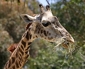 Masai Giraffe head