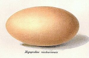 Megapodius nicobariensis's egg