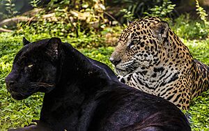 Melanism in Panthera Onca
