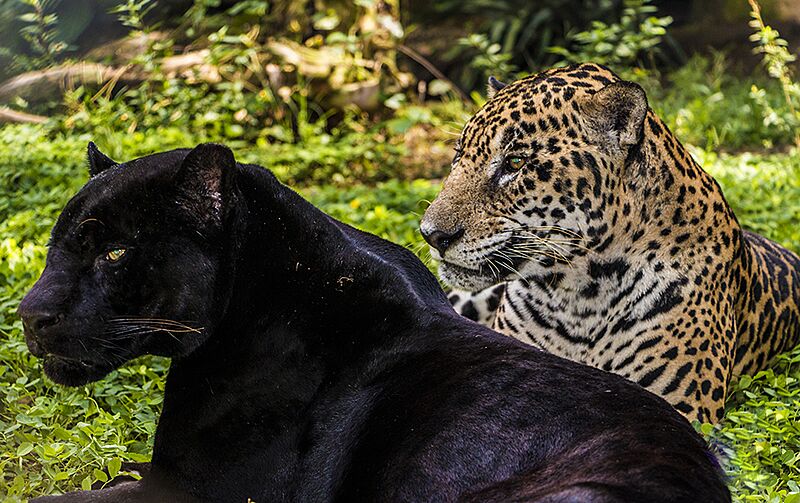 Melanism in Panthera Onca
