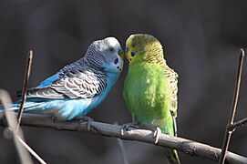 Melopsittacus undulatus -Rio Grande Zoo, Albuquerque, New Mexico, USA two-8a