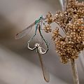 Metallic Ringtail, Austrolestes cingulatus, mating pair