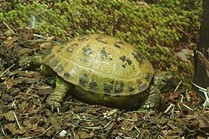 Russian tortoise Facts for Kids