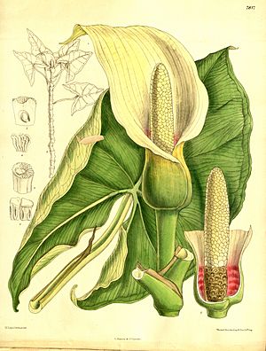 Montrichardia arborescens - Curtis v. 128 Ser.3 no.58 pl
