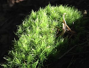 Moss in sunlight