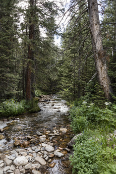 Mountain stream along the old, one-way, dirt Fall River Road in Rocky Mountain National Park in the Front Range of the spectacular and high Rockies in north-central Colorado LCCN2015633354