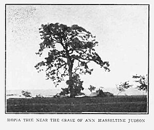 Nancy Judson tree