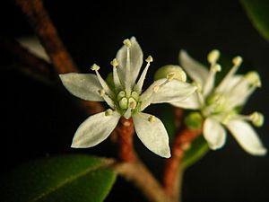 Nematolepis squamea flower