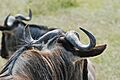 Ngorongoro 2012 05 30 2708 (7500961780)