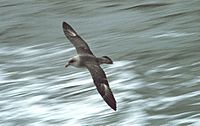 Northern Fulmar