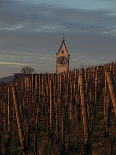 Oberstammheim vignoble clocher