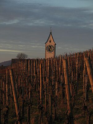 Oberstammheim vignoble clocher