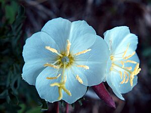Oenothera albicaulis NPS-01