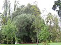 Olive Tree Park, Government House, Perth, March 2022 02