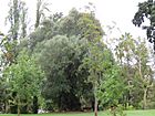 Olive Tree Park, Government House, Perth, March 2022 02.jpg