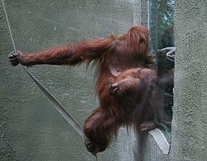Orangutan meets the public at Chester Zoo - geograph.org.uk - 958425