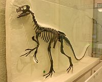 Ornitholestes hermanni -American Natural History Museum-6.jpg