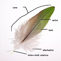 Parts of feather