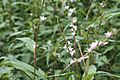 Persicaria minor flower and leaves