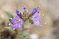 Phacelia formosula FWS 13859