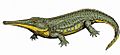 Platyoposaurus12DB