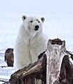 Polar Bear ANWR 10