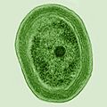 Prochlorococcus marinus (cropped)