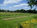 Production beds of the UK Native Seed Hub, RBG Kew