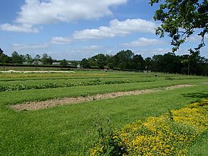 Production beds of the UK Native Seed Hub, RBG Kew.JPG