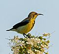 Purple Sunbird male in Eclipse