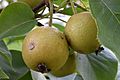 Pyrus pyrifolia (Raja) young fruits 4.jpg