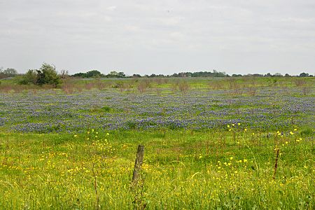 Ranchland in the Blackland Prairie eco-region of Texas with Texas bluebonnets (Lupinus texensis), Washington County, Texas, USA (30 March 2012)