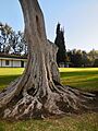 Rancho old tree