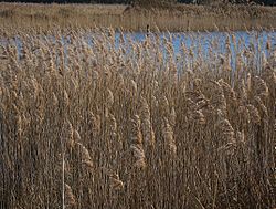 Redgrave Fen reeds & water