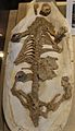 Repenomamus robustus-Paleozoological Museum of China