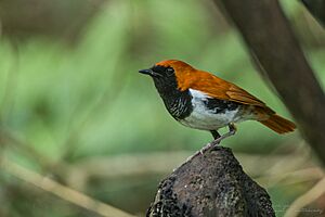 Ryukyu Robin imported from iNaturalist photo 387742758 on 21 June 2024.jpg