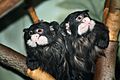 Saguinus mystax at the Bronx Zoo 01
