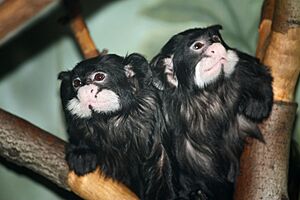 Saguinus mystax at the Bronx Zoo 01.jpg