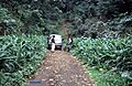 Sao tome forest