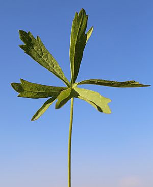 Sidalcea oregana ssp-spicata leaf