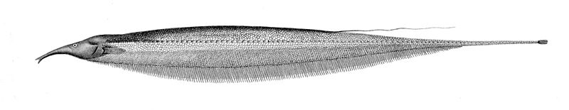 Sternarchorhynchus oxyrhynchus