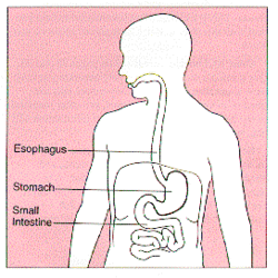 Stomach diagram.gif