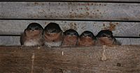 Swallows parents and three chicks444