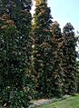 Tall Elaeocarpus eumundi trees