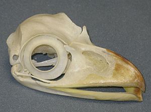 Tawny Frogmouth Skull