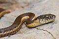 Thamnophis hammondii 02