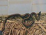 Thamnophis sirtalis annectens